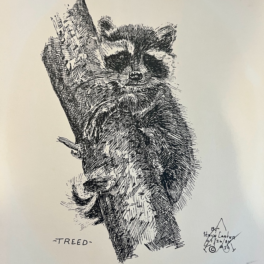 Raccoon Art Print – Signed Ink Drawing by Canadian Artist Steve Carter - Picture 5 of 7